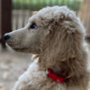 Meet your Posher, Millicent